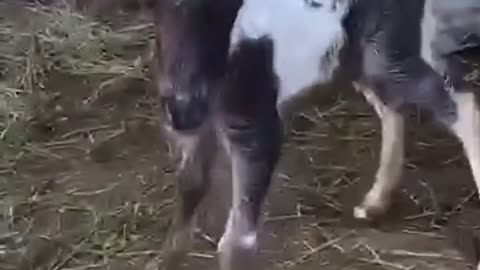 Baby colt decides to be born in the middle of a BBQ at the ranch