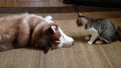 Cat Cat bully a Dog