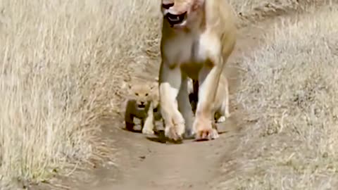 Cute baby lion cub | The Cute Baby