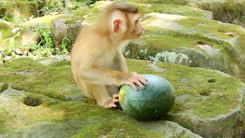 Feed time! we try to share food to adorable family monkey Sovana and they enjoy with watermelon