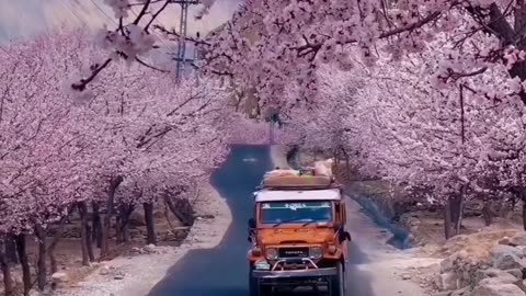 Season Spring In Gilgit-Baltistan | Season Swings To Spring | Beauty of Gilgit-Baltistan