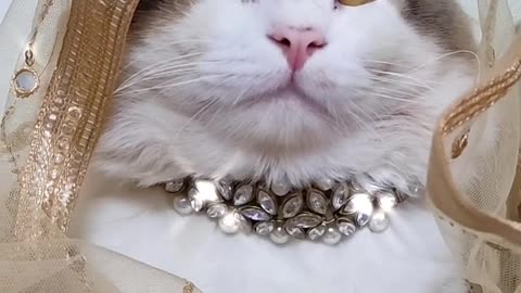 Cat wear beautiful wedding dress.