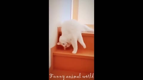 Funny Cats and Dogs Videos in 2024 - Try not to Laugh😂