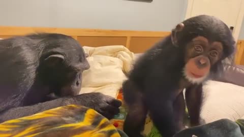 Monkeys Enjoy Christmas Gift