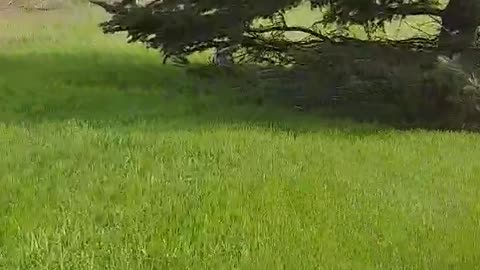 Opossum Mama Carries Litter Across Lawn