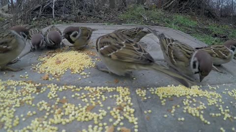 Birds eat Birds eat ...