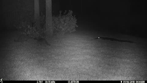 Pair of raccoons checking out the gator Pt. 1