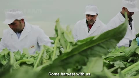 Flowers of Middle-earth Artichokes Farm and Harvest - Artichokes Cultivation Technology