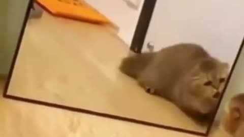 scared cat