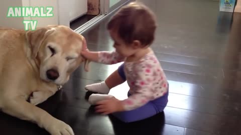 Cute Babies Playing With Labrador Dogs - Dogs Love Babies Compilation [HD VIDEO]