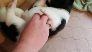 17 day old pup enjoys his belly scratch
