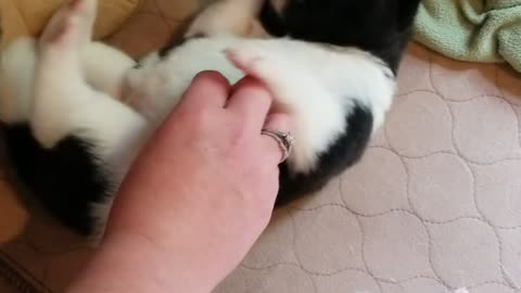 17 day old pup enjoys his belly scratch