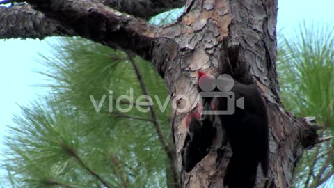 A pileated woodpecker on a tree 3