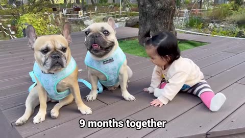 The Best 18 Months Of Our Lives! My Baby and Dogs Grow Up Together