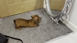 Puppy Bruce Seeing Himself in a Mirror for the First Time