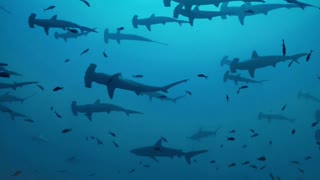 School of Hammerhead Sharks