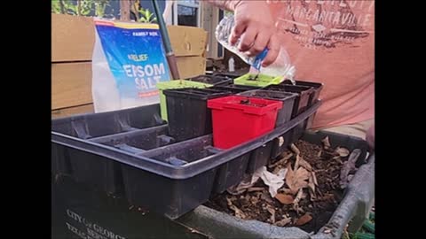 Starting Cucumbers from Seed