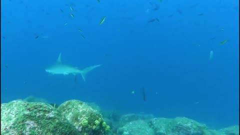 Battle-scarred hammerhead sharks closely inspect scuba divers