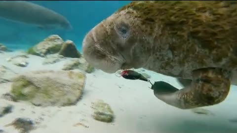 Florida manatee rescued with tangled fin, fishing lure stuck to face