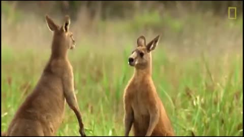 Kangaroos are fighting like men.