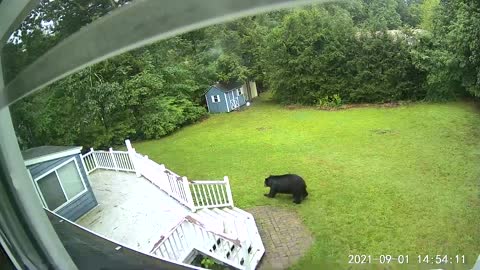 Security Camera Detected a "Pet". Umm, that's no pet, it's a huge black bear!