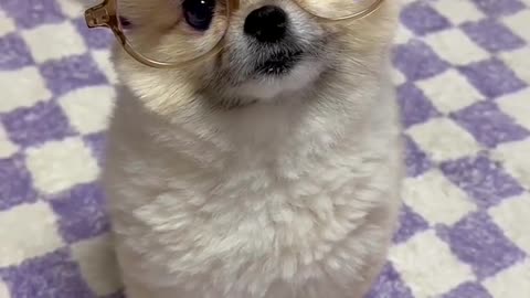 Funny and so cute Baby dog#shortvideo#and 🐈💞
