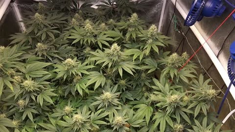 Growing for a pound of weed.End of week 6 of flower. Sponsored by Nukeheads