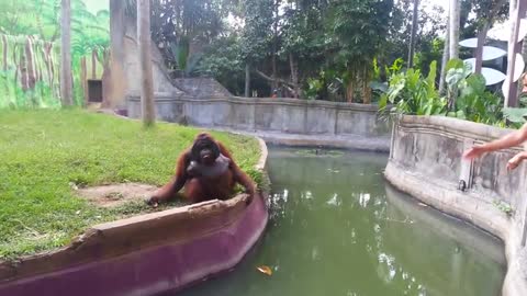 The monkey found a human friend and exchanged sweets