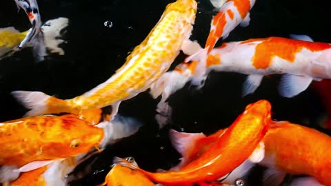 Koi Carps Fish Swimming In Beautiful Color Variations