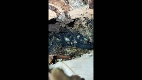 BABY SCORPLINGS!!!!!! Caribbean Bark Scorpion Update