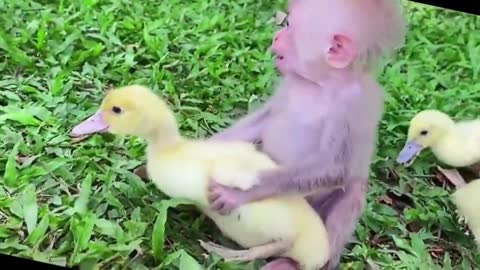 Monkey and duck love each other and look so envious.