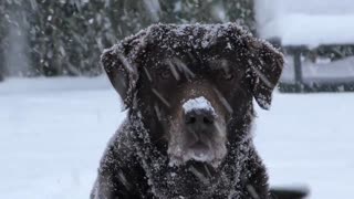 Australian Cattle Dog in Snow