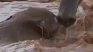 Baby elephant swept away from mother in the river😱#shorts #wildlife