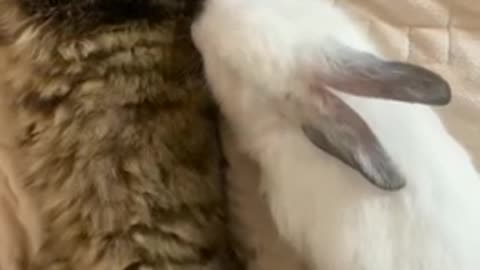 love story between a cute cat and a cute rabbit