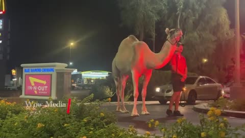 Rescue camel spotted going throdrive-through_Cut