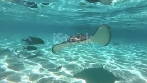 Underwater view of manta ray in the Pacific Ocean near Moorea island in French Polynesia.