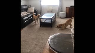 Puppies and a coffee table