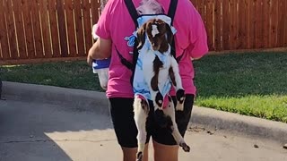 Efficiently Carrying Animals to an Educational Program