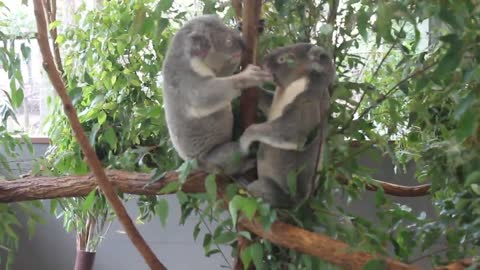 KOALA FIGHT l KOALA VOICES l Lone Pine Koala Sanctuary l Australia