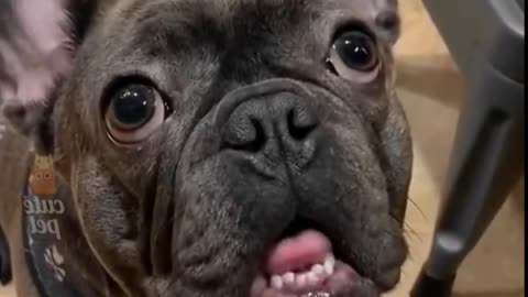 Dog viral funny video 🤣🤣