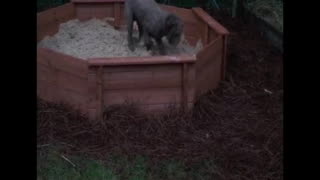 Pups new sandbox!