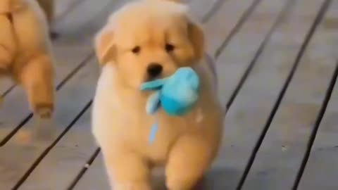 Best DOG Videos Ever!! 🐶 (Compilation of Funny PUPPIES) 🐶🐶