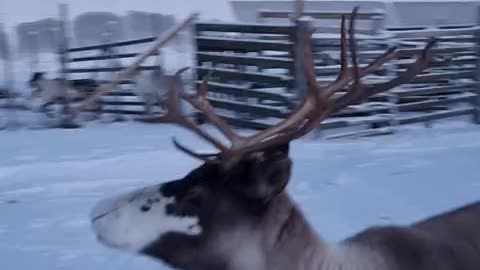 Beautiful Reindeer's Adorable Happy Prance