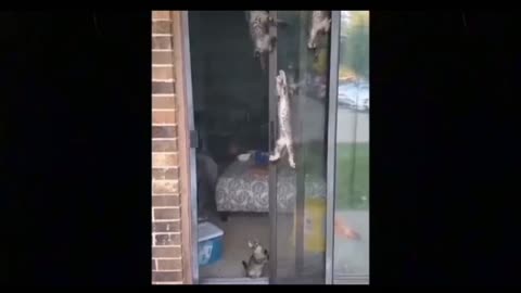 Cat teaching her kittens