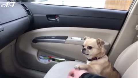 Dogs are cute and can not drive | Dogs so cute