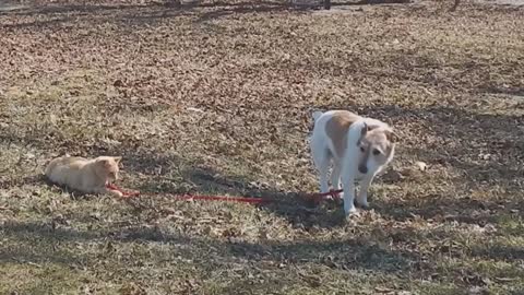 Kitty Won't Let Go Of Her Doggy's Leash