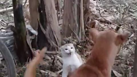 Cat VS dog fight