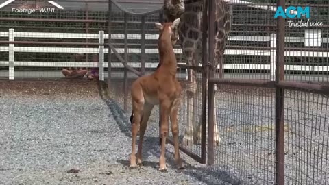 Adorable rare spotless giraffe born in U.S. zoo(720P_HD)