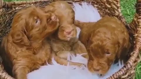 Small and very cute puppies