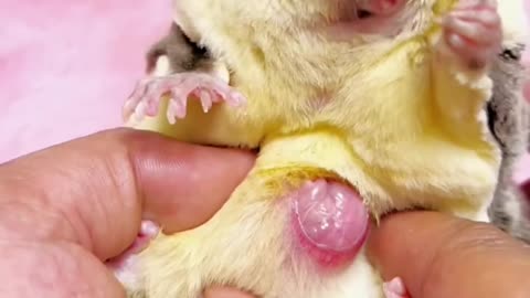 Ever seen a tiny baby sugar glider in pouch? Its so cute😍😍😍